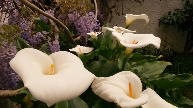 Giant calla lilies....that aren't really calla lilies.